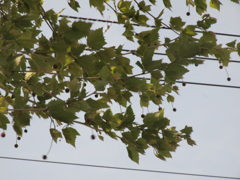 鈴懸の木（写真句）