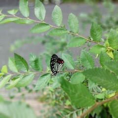秋蝶IMG_20250923_135851_1
