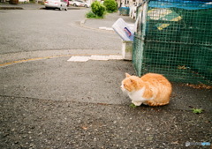 雨あがり