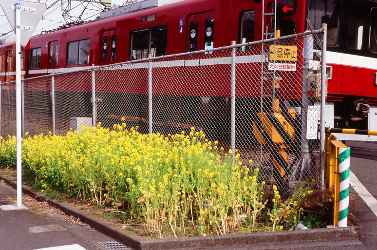 菜花と電車