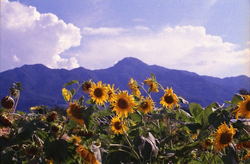 故郷の山