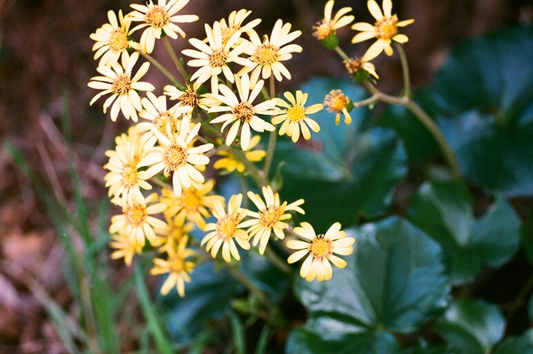 石蕗の花（写真句）