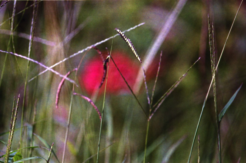 秋の草（写真句）