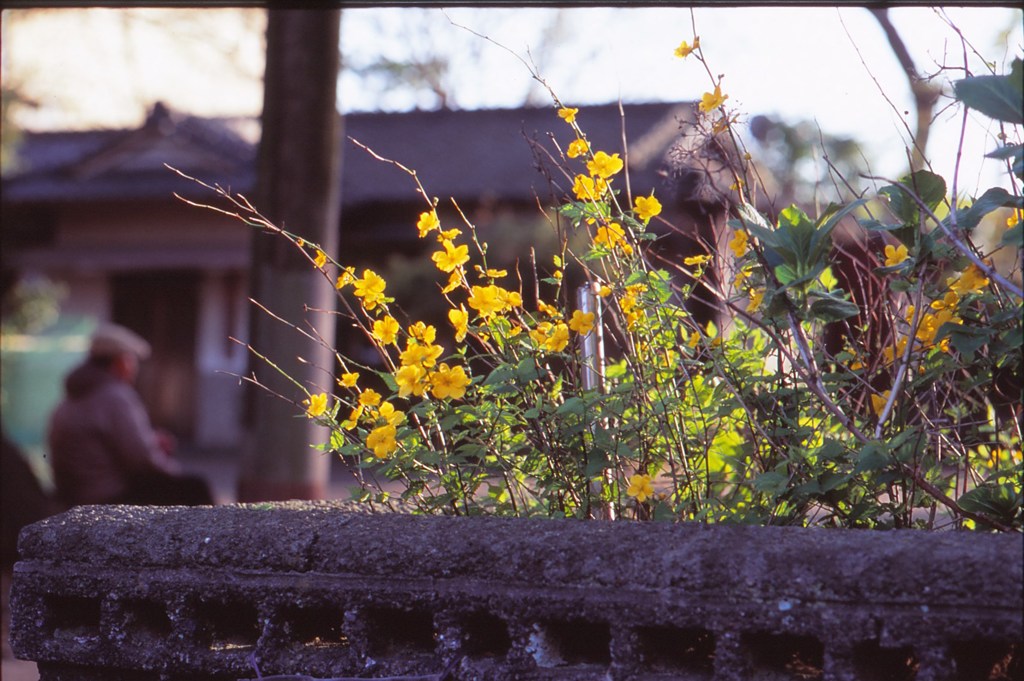 やまぶき（写真句）