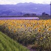 向日葵畑（写真句）