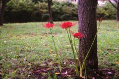 曼珠沙華（写真句）