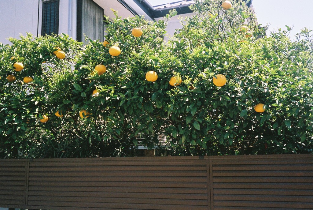 夏みかん（写真句）