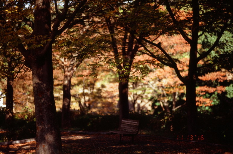 秋の木洩れ日