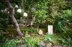 小さな草花も精一杯生きています