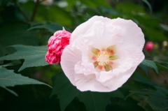 芙蓉の花（写真句）