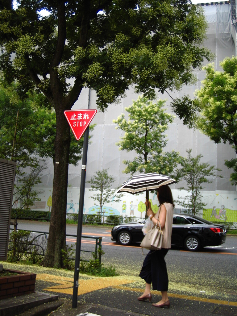 エンジュの花の咲く頃