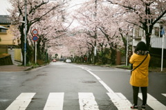 桜咲く