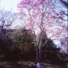 紫木蓮（写真句）