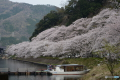 海津大崎 桜3