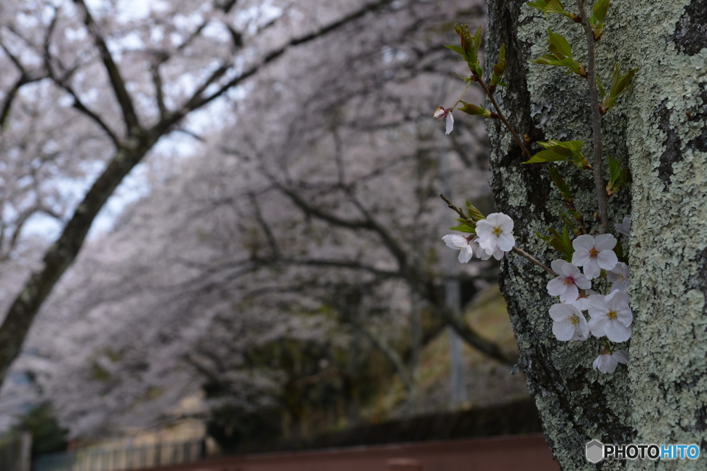 海津大崎 桜2