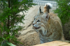 シベリアオオヤマネコ