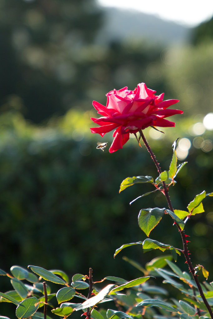 薔薇とミツバチ