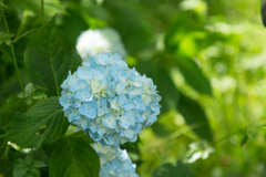 紫陽花