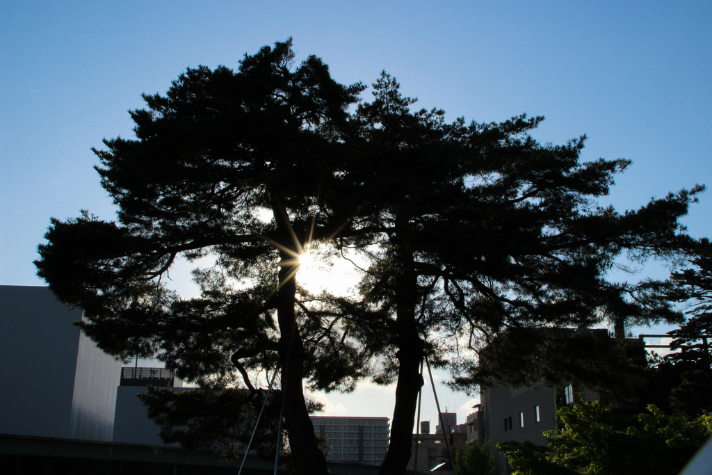 trees with backlight