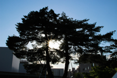 trees with backlight