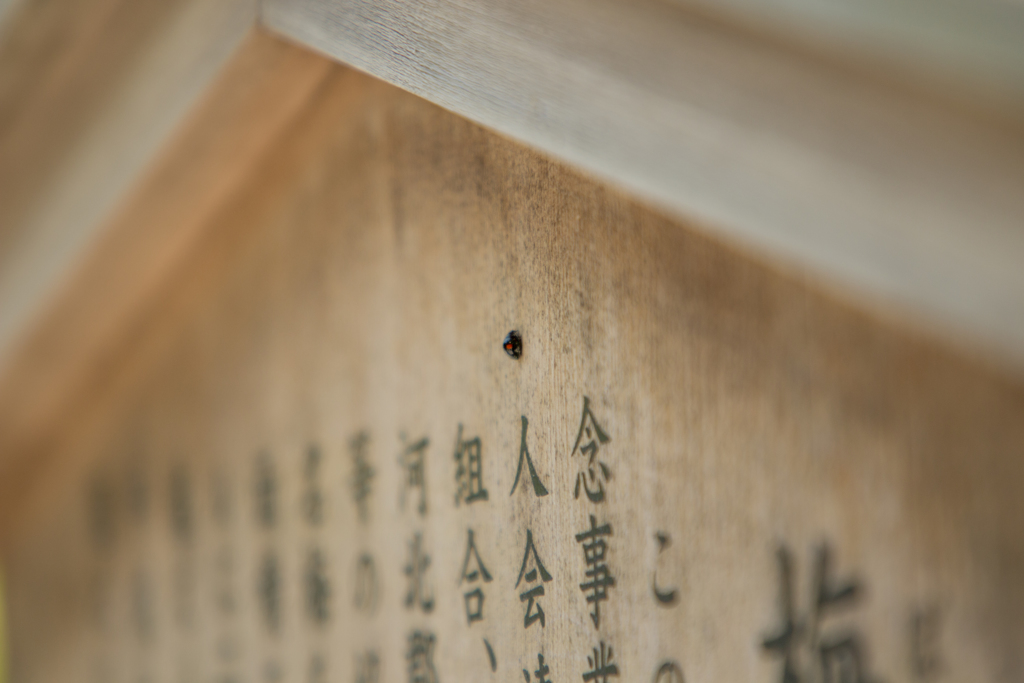 天道虫