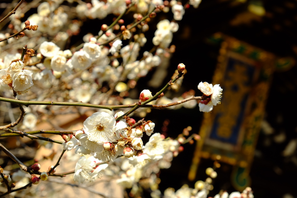 梅の花