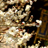 梅の花
