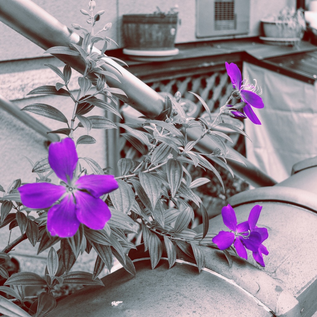 紫の華