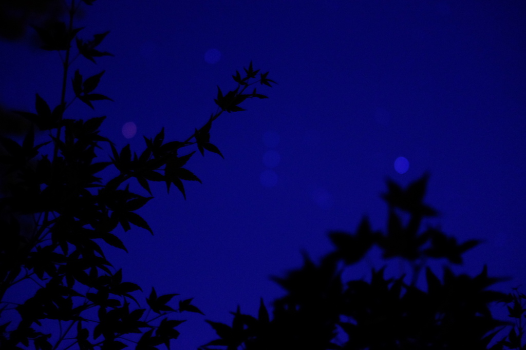 夜の楓