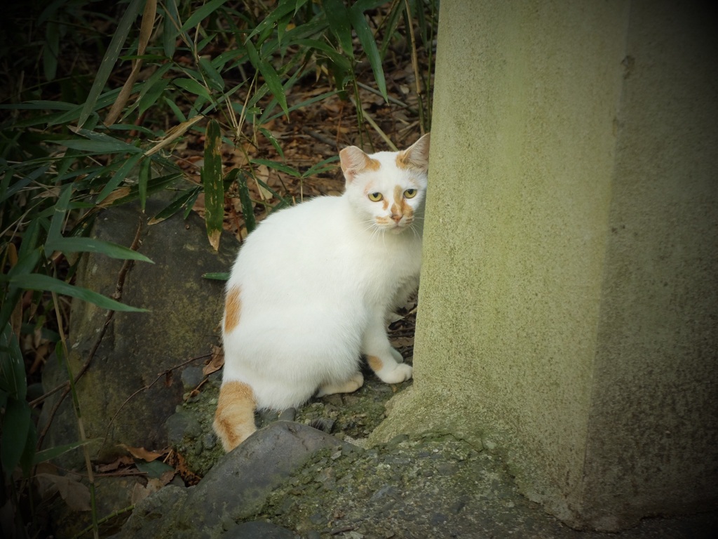 糺ノ森にいた猫
