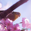 河津桜　メジロ