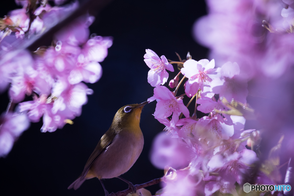 河津桜　メジロ
