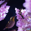 河津桜　メジロ