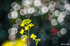 菜の花