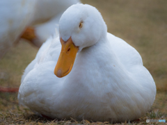 春はあけぼの
