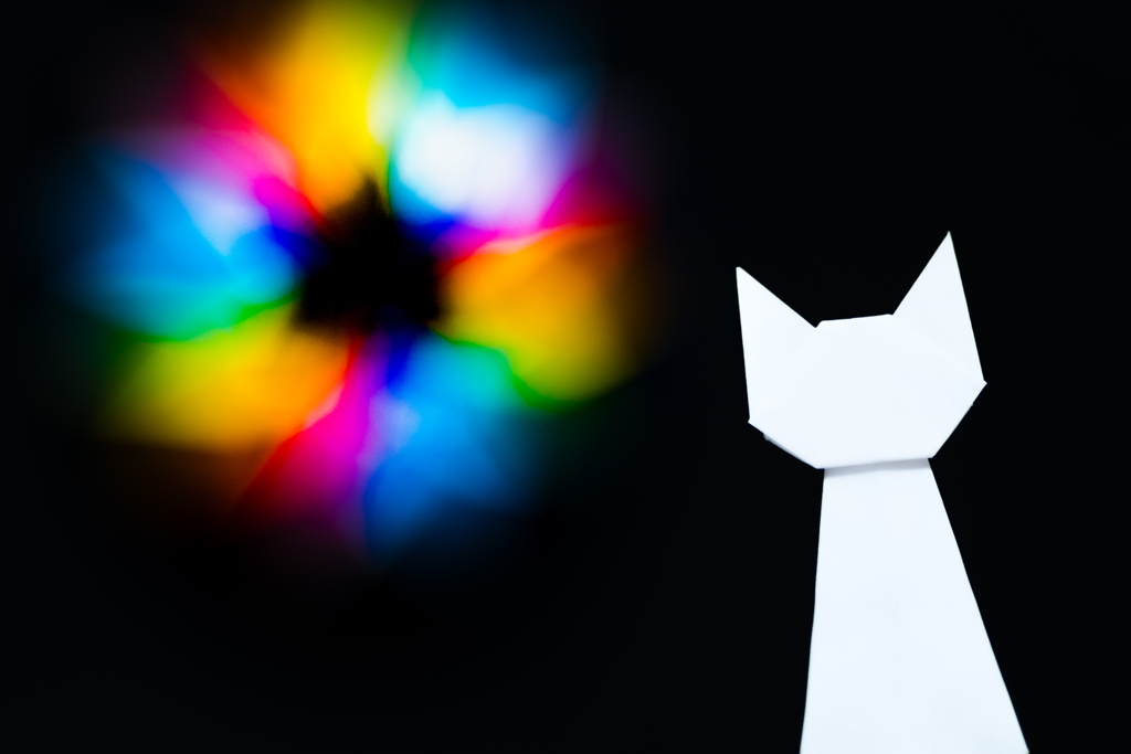 猫　花火 