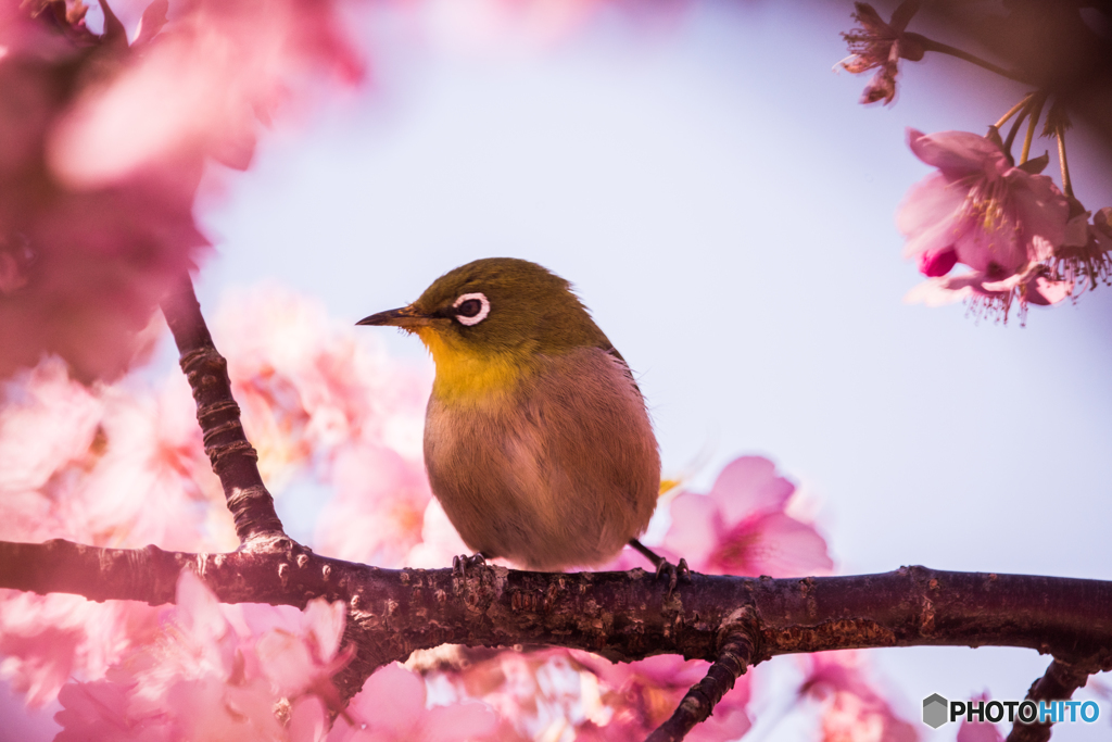 河津桜　メジロ