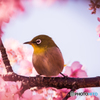 河津桜　メジロ