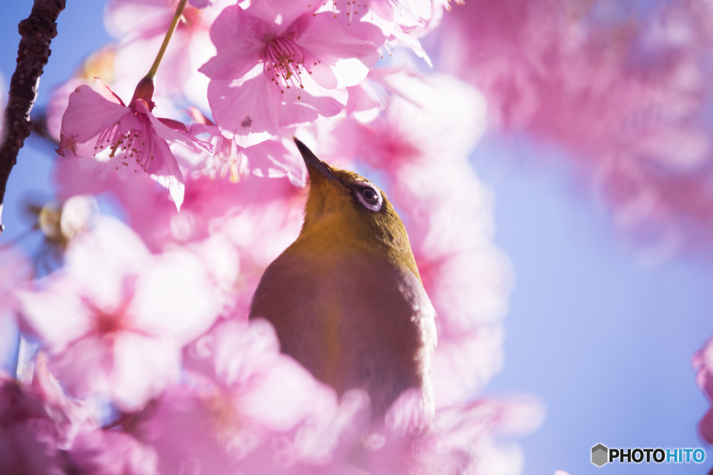 河津桜　メジロ