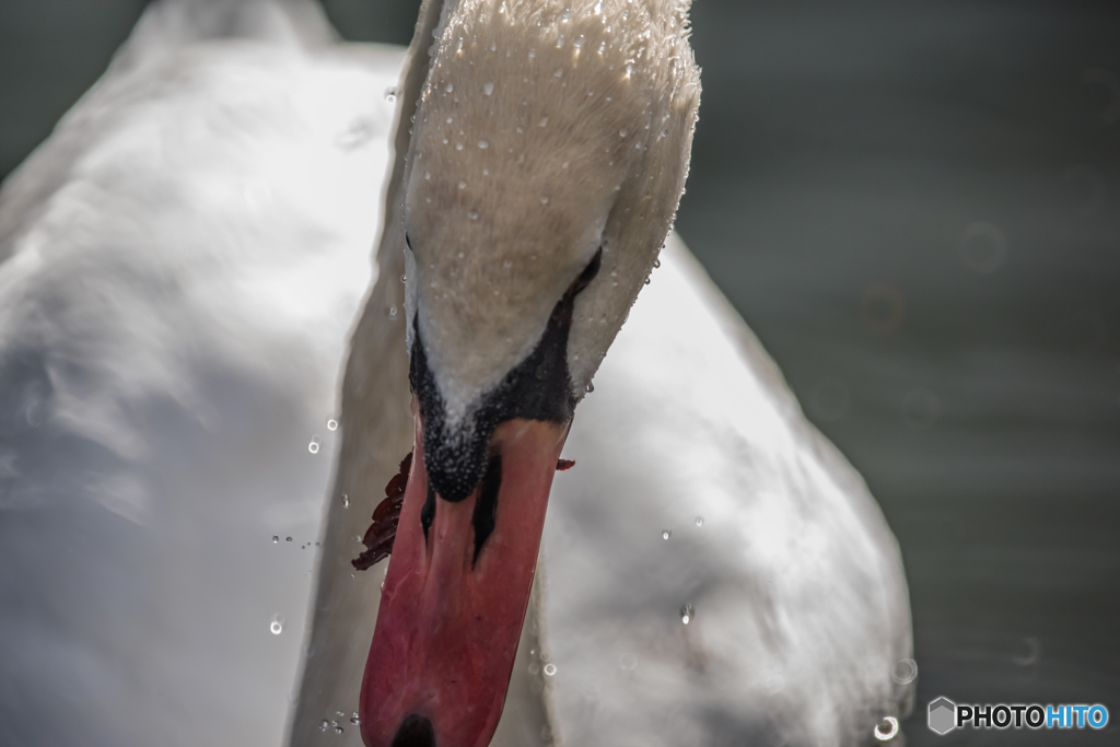 野鳥 