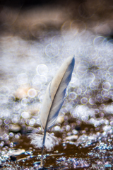 150ｍｍ-pentacon