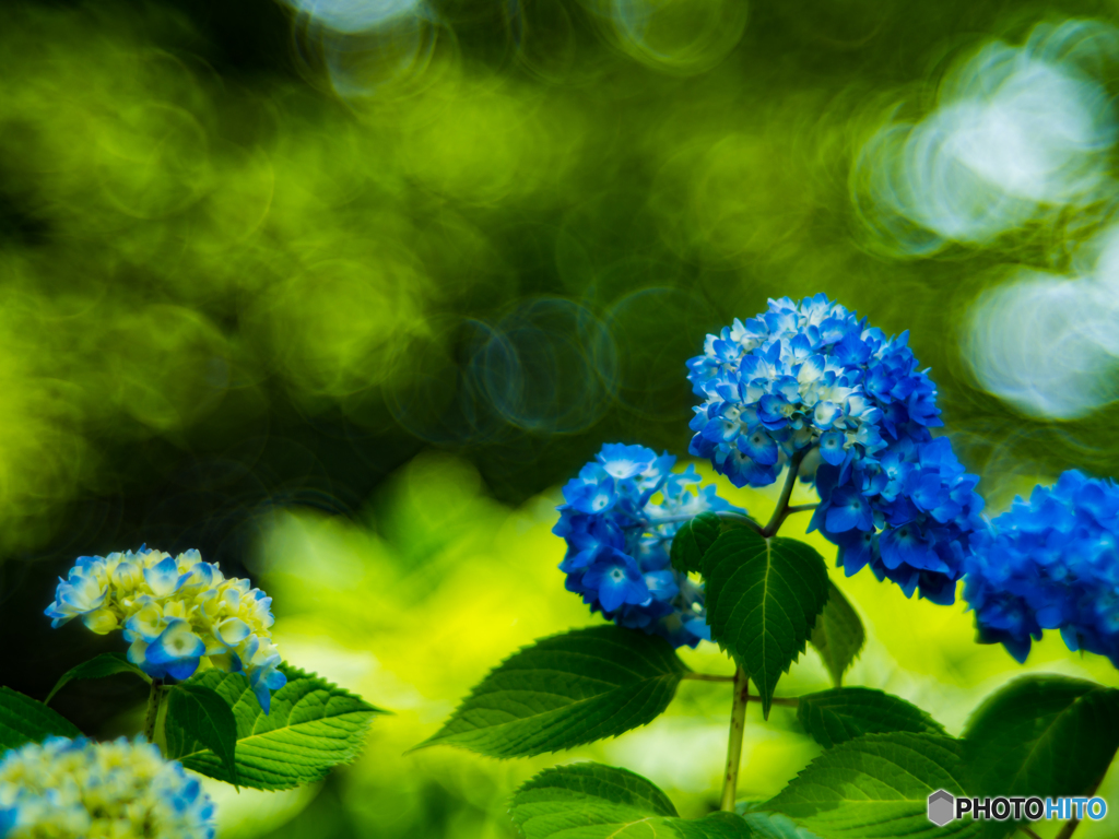 紫陽花 