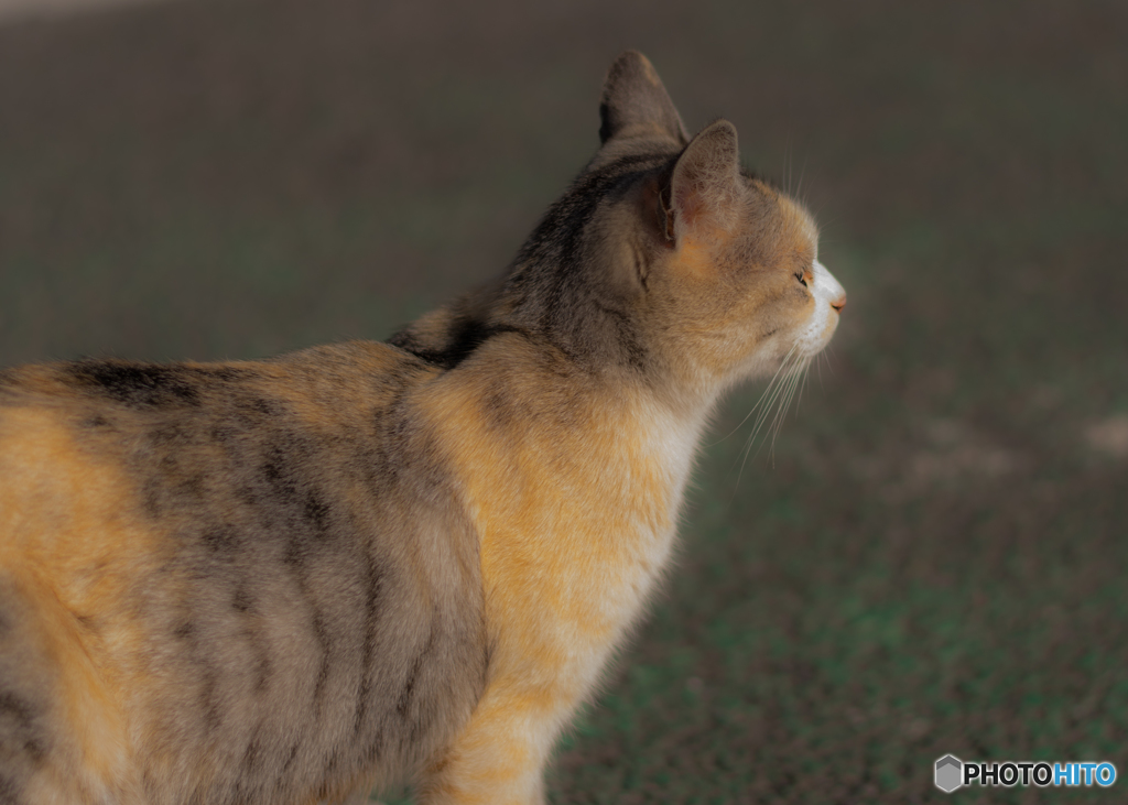野良猫