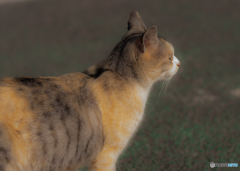 野良猫