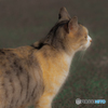 野良猫
