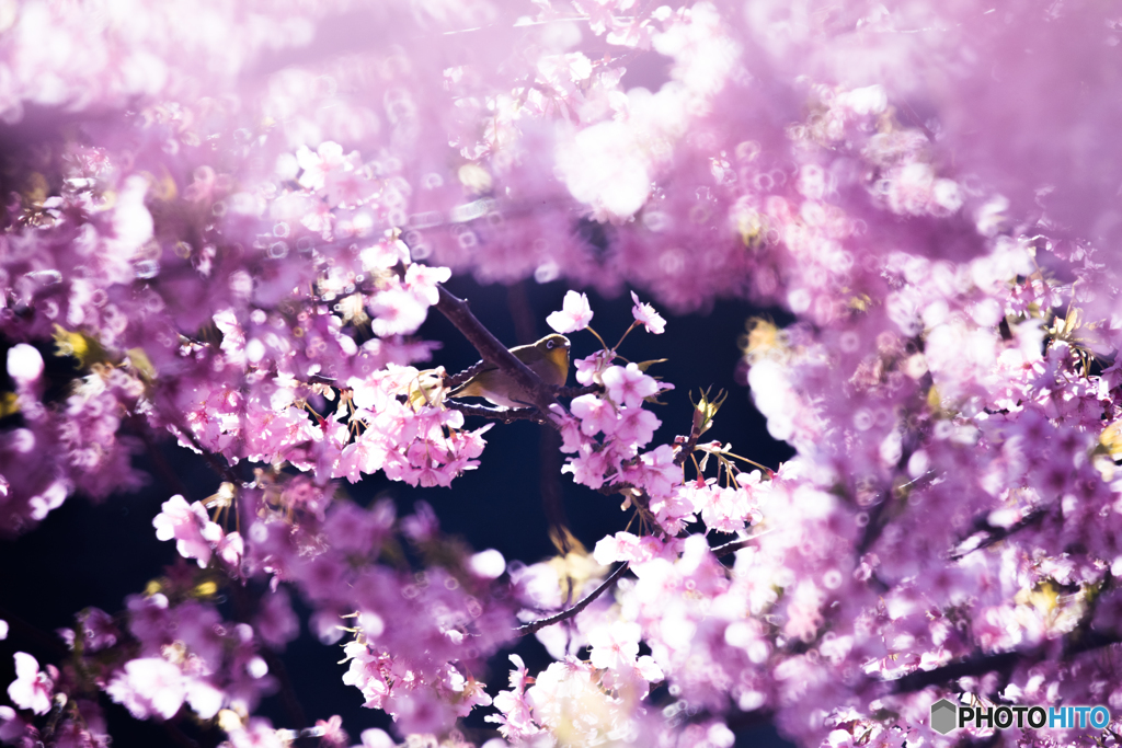 河津桜　メジロ