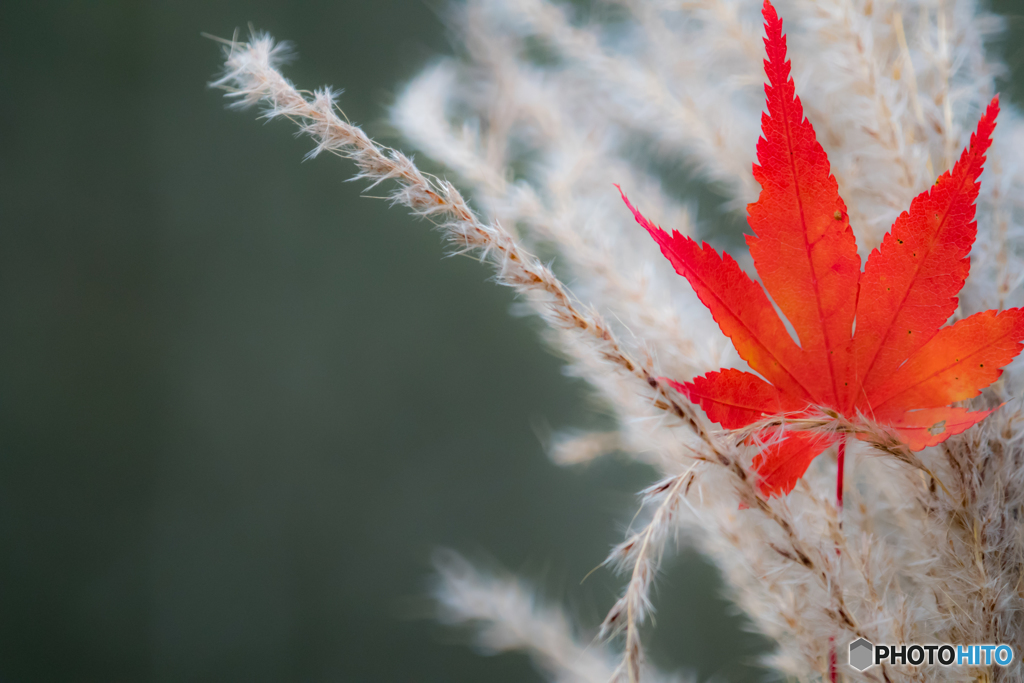 紅葉 