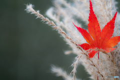 紅葉 