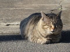 日光浴ネコさん