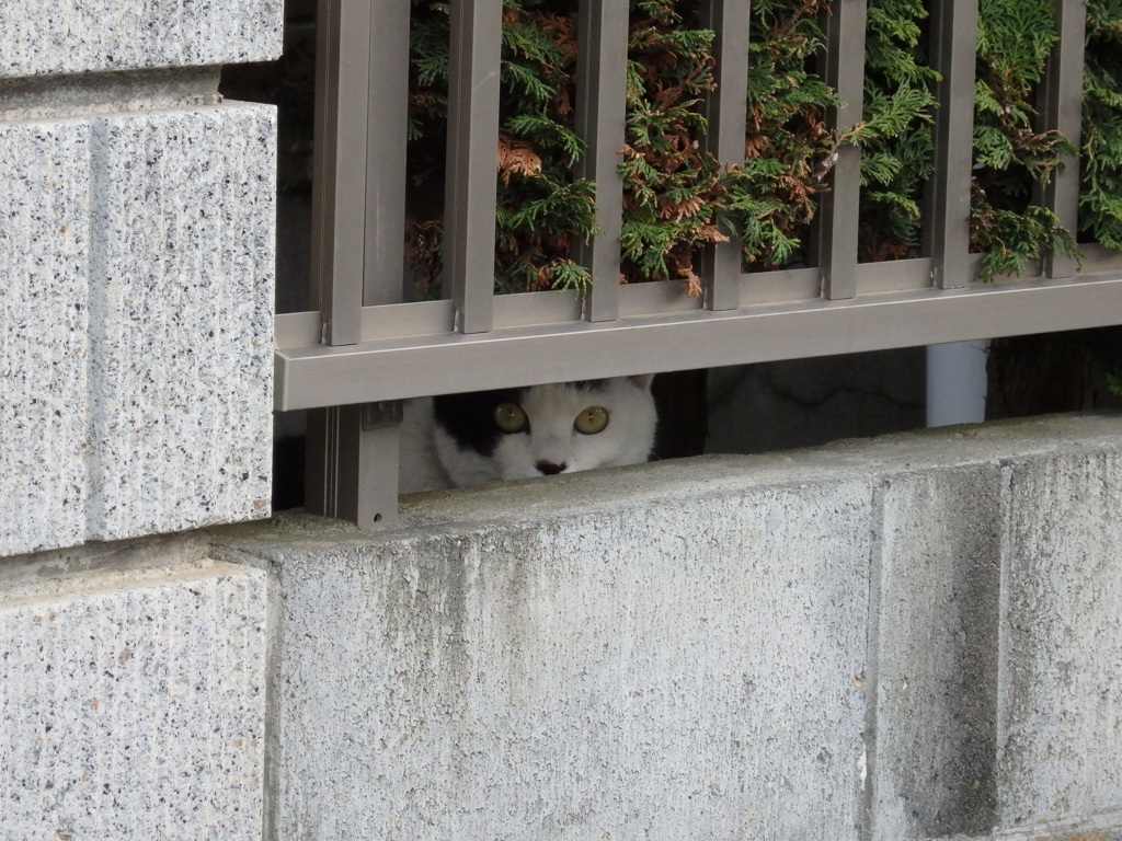 お分かりいただけただろうか・・・